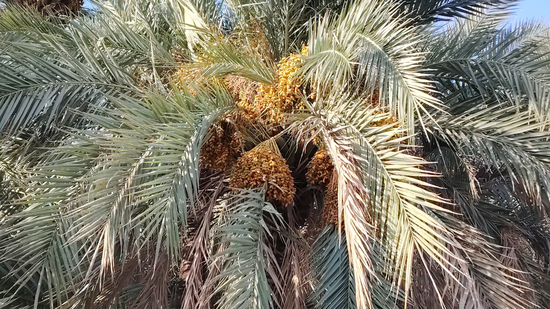 Palmier dattier au Tchad : entre traditions enracinées et potentiel inexploité