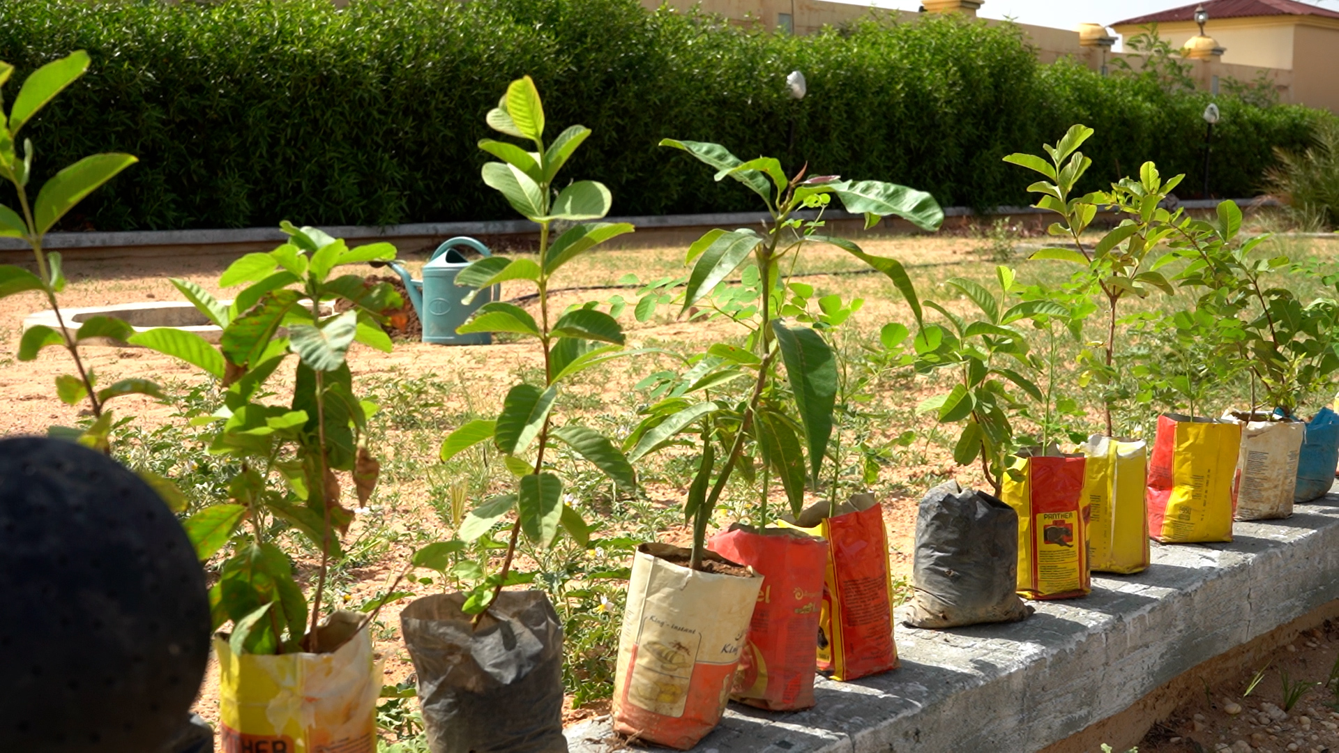 Ennedi Est : vaste campagne de reboisement contre la désertification
