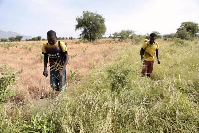 Mongo : les herbicides séduisent les agriculteurs, mais inquiètent les experts