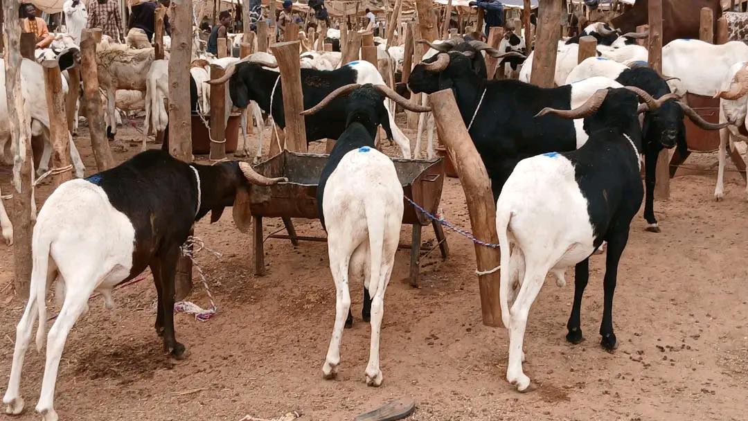 Tabaski 2026 : entre foi, sacrifice et flambée des prix des moutons