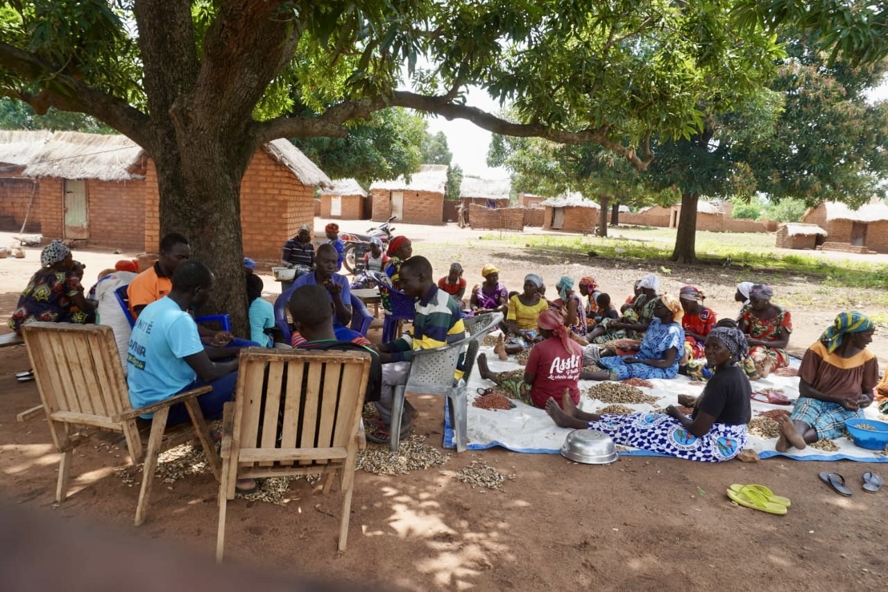Mayo-Kebbi Ouest : À Pala-Koro, les producteurs misent sur la solidarité pour réussir la campagne agricole
