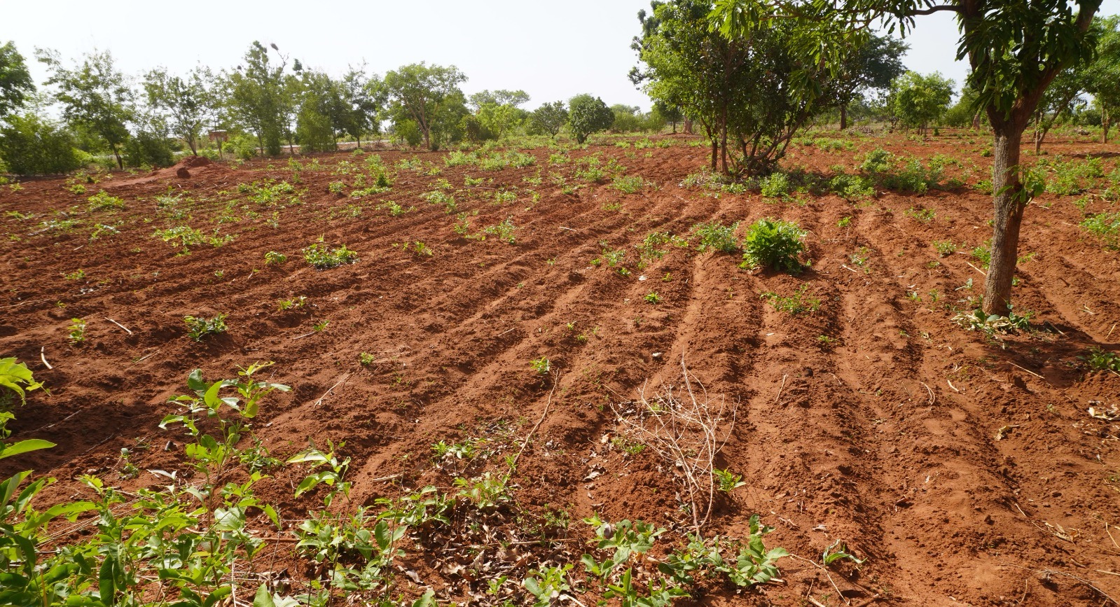 Logone Oriental : les agriculteurs face à l’incertitude d’une saison des pluies tardive