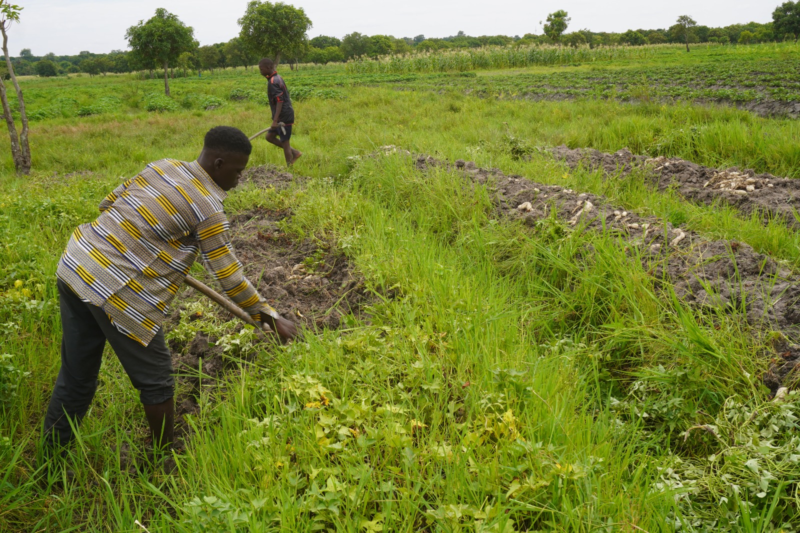 Moundou : de jeunes agriculteurs de Bélaba misent sur la patate douce pour construire leur avenir
