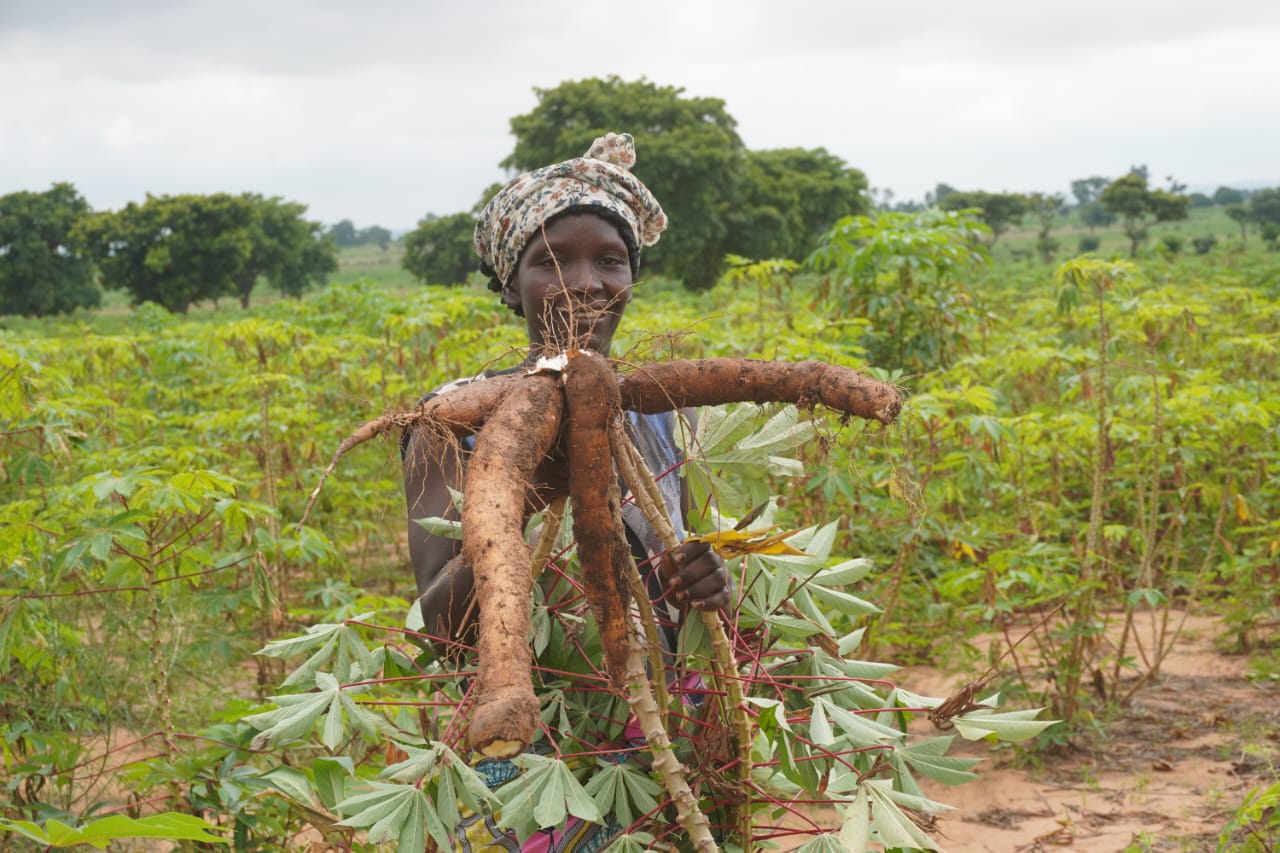 Pala : les premiers tubercules de manioc de la nouvelle récolte envahit déjà les marchés