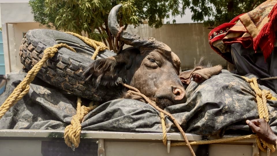 Guéra : un buffle en divagation attaque des animaux et blesse un habitant à Ganaye