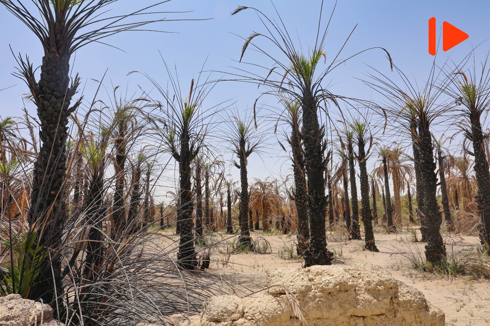 Ennedi-Ouest : le déficit pluviométrique menace les ressources en eau et les activités agropastorales.
