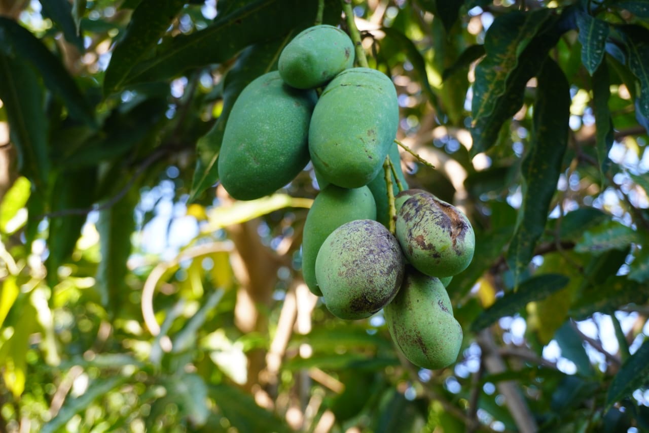 Pala : des manguiers fructifient en pleine saison des pluies, les scientifiques s’interrogent
