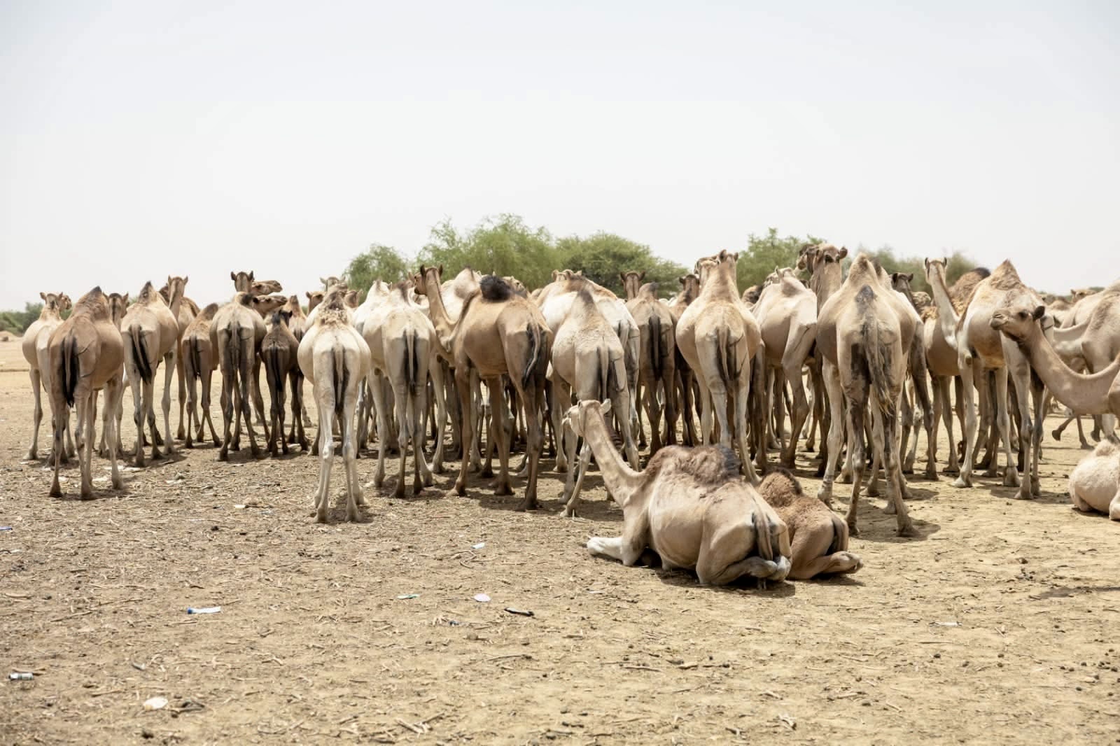 Ennedi-Est : jusqu’à cinq millions de têtes de bétail menacées par le manque de pluie