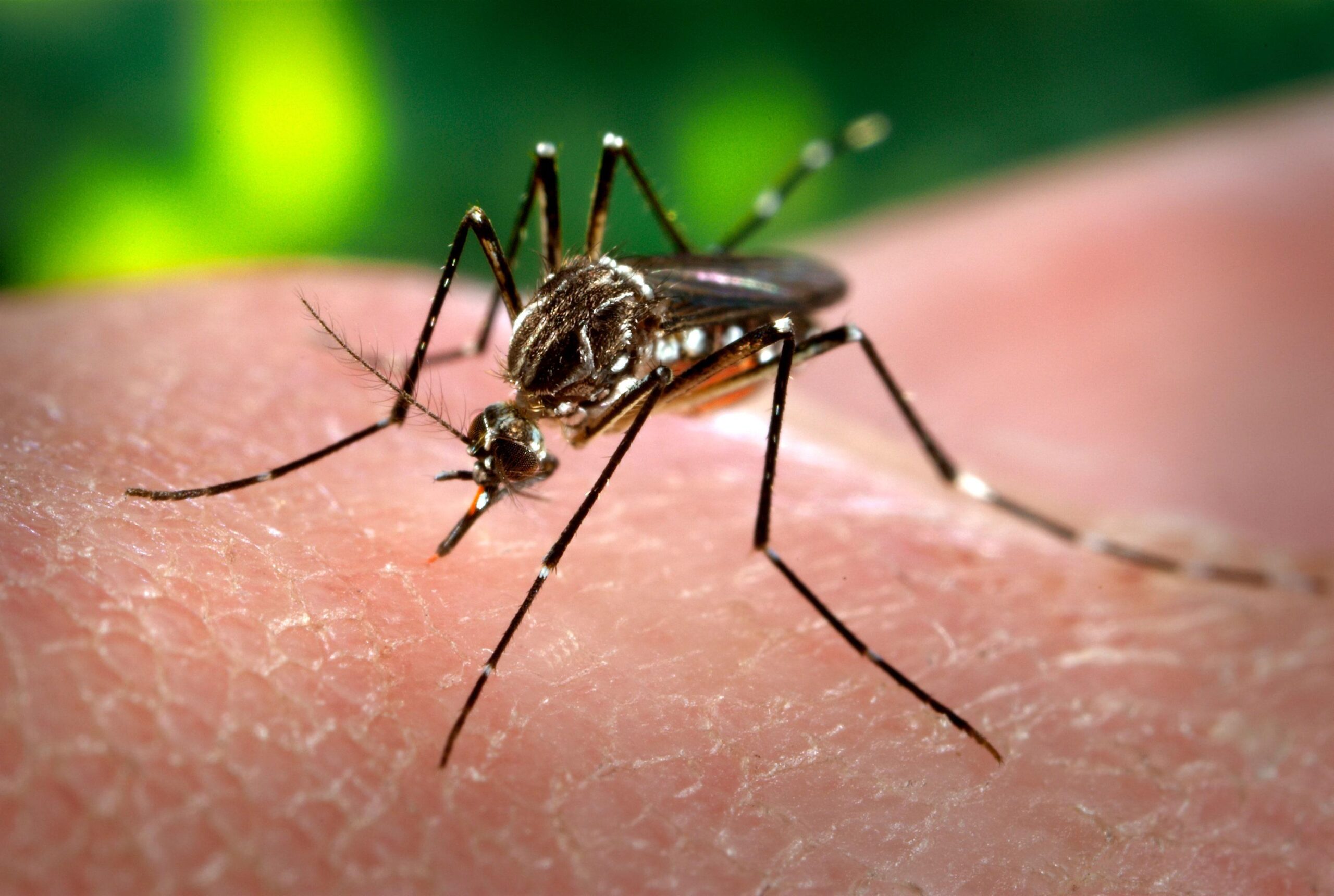 Dengue : des cas signalés dans quatre provinces du Tchad