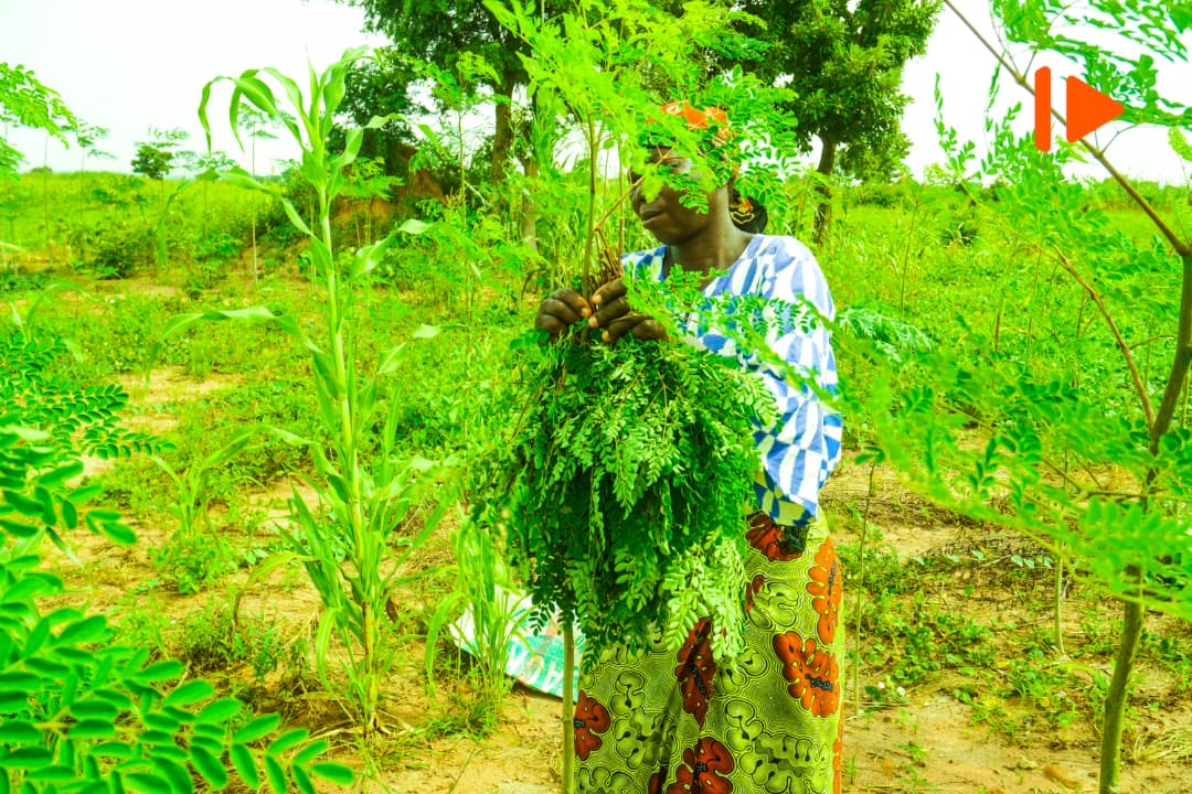 Le moringa gagne du terrain dans le Logone Occidental entre usages nutritionnels et potentiel économique